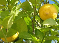 Лимоны. Фото