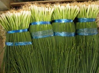 Зеленый лук. Фото