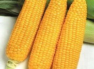 Сладкая кукуруза (желтая). Фото
