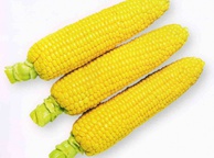 Сладкая кукуруза (желтая). Фото