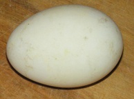 Гусиное яйцо. Фото