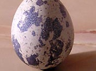 Перепелиное яйцо. Фото