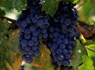 Виноград. Фото