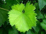 Виноградные листья. Фото