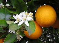 Апельсины. Фото