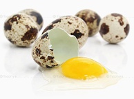 Перепелиное яйцо. Фото