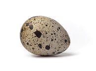 Яйца индейки. Фото