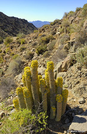 Hoodia gordonii
